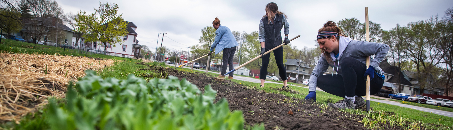 UNI students work in a community garden